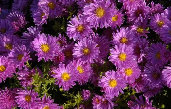 Aster dumosus 'Kassel'