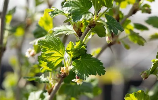 Ribes uva-crispa 'Redeva'