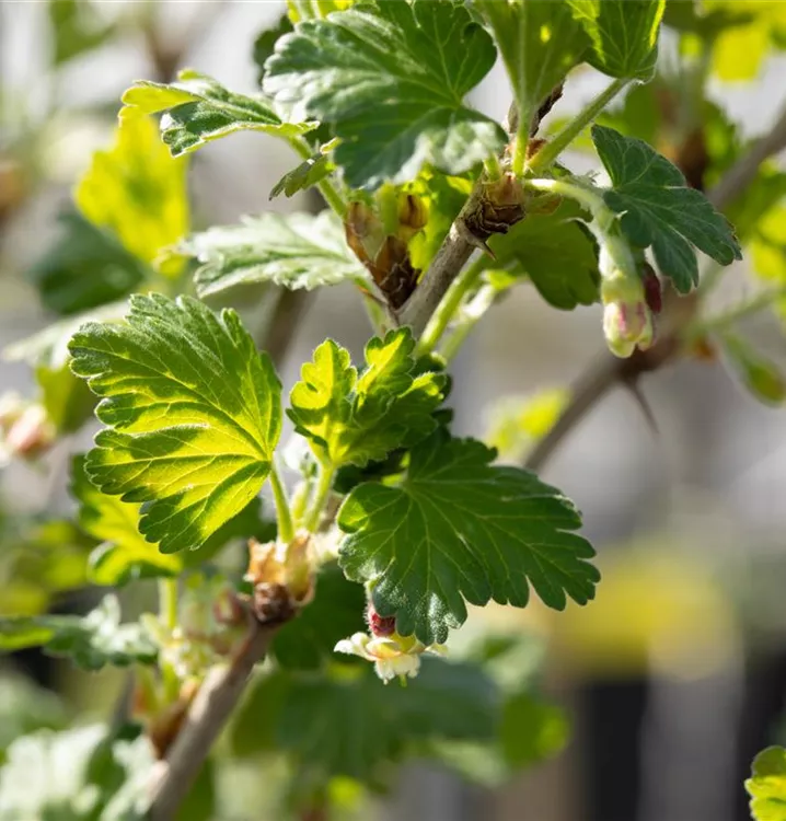 Stachelbeere 'Redeva'