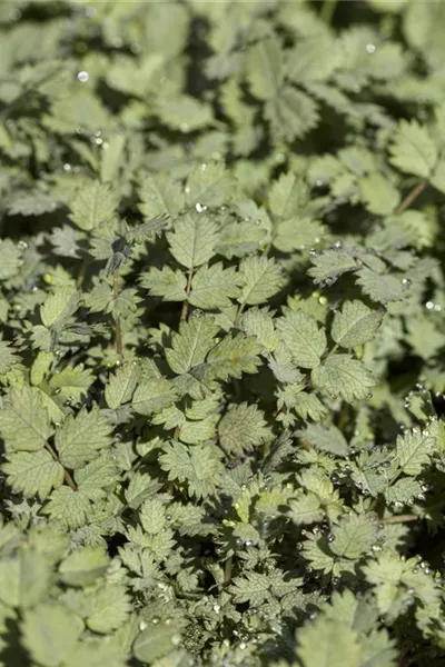 Acaena buchananii