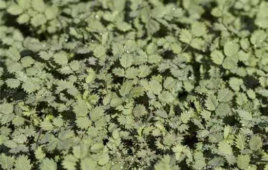 Acaena buchananii