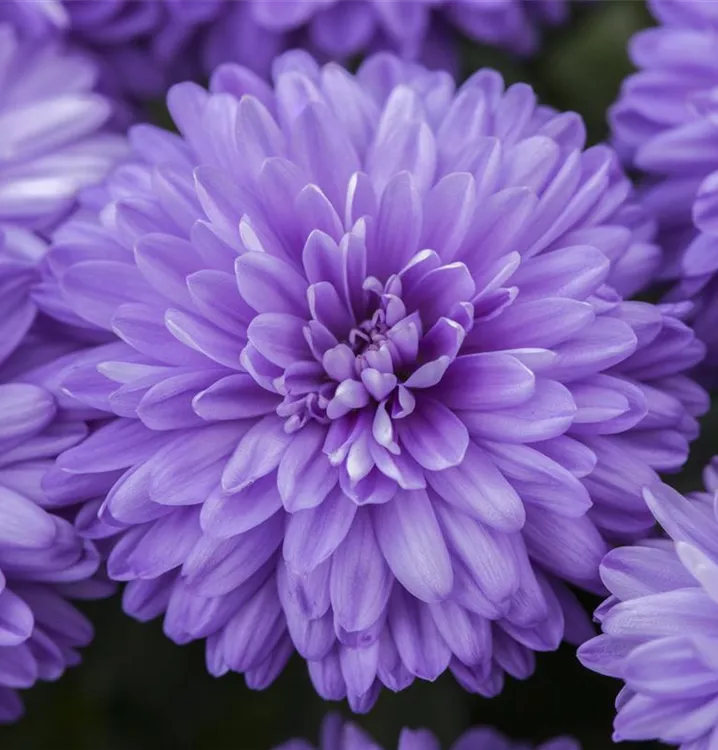 Aster novi-belgii, blau