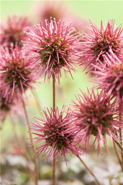 Acaena microphylla 'Kupferteppich'