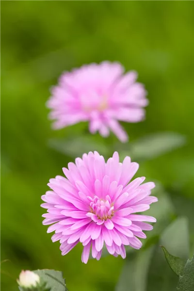 Aster novi-belgii, rosa