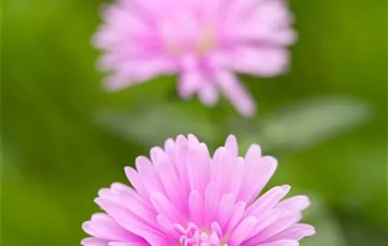 Aster novi-belgii, rosa