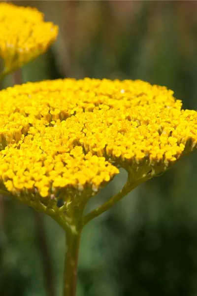 Achillea filipendulina