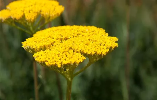 Achillea filipendulina