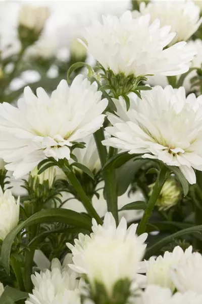 Aster novi-belgii, weiß