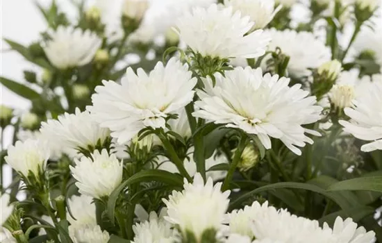 Aster novi-belgii, weiß