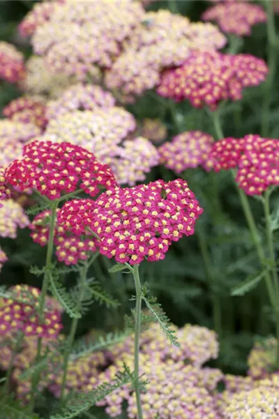 Achillea millefolium 'Paprika'