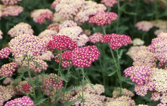 Achillea millefolium 'Paprika'