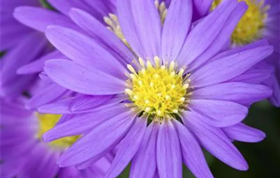 Aster tongolensis