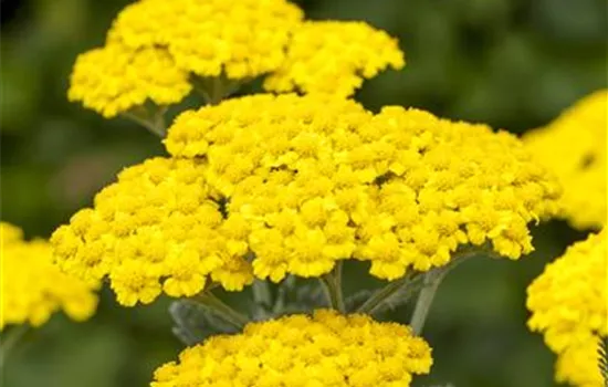 Achillea tomentosa