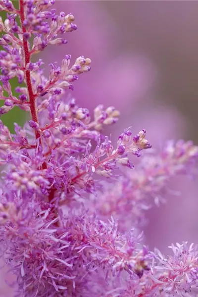 Astilbe x arendsii, rosa