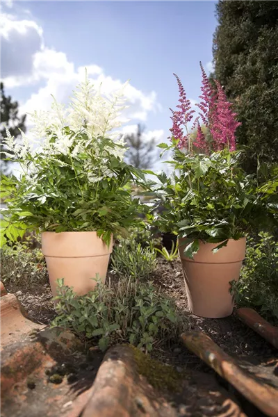 Astilbe x arendsii, rot