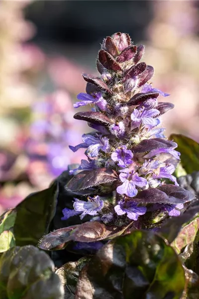 Ajuga reptans 'Black Scallop'