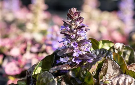 Ajuga reptans 'Black Scallop' -R-