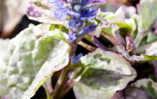 Ajuga reptans 'Burgundy Glow'