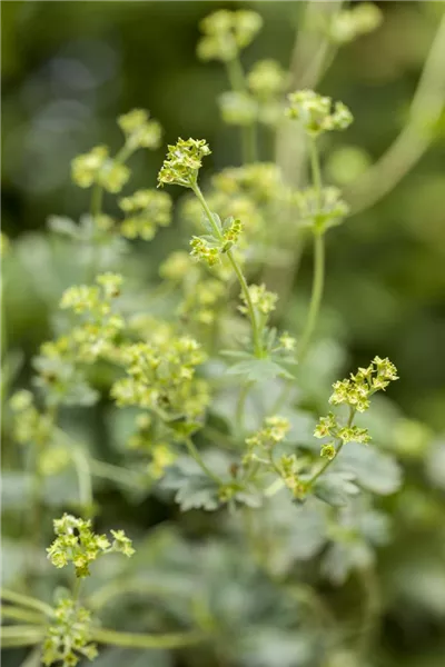 Alchemilla erythropoda