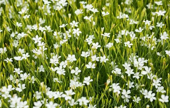 Dianthus deltoides 'Albus'