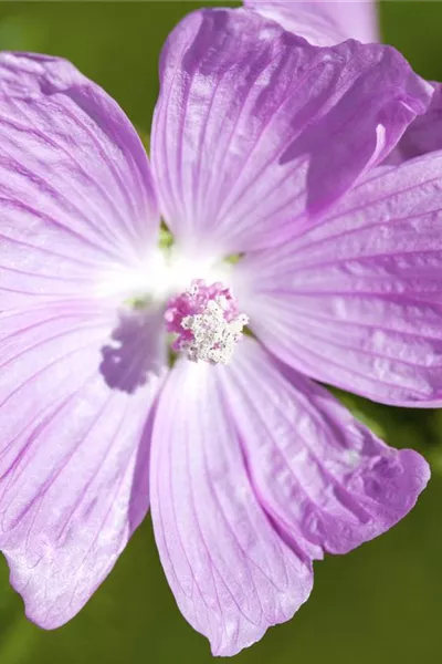 Malva moschata, rosa