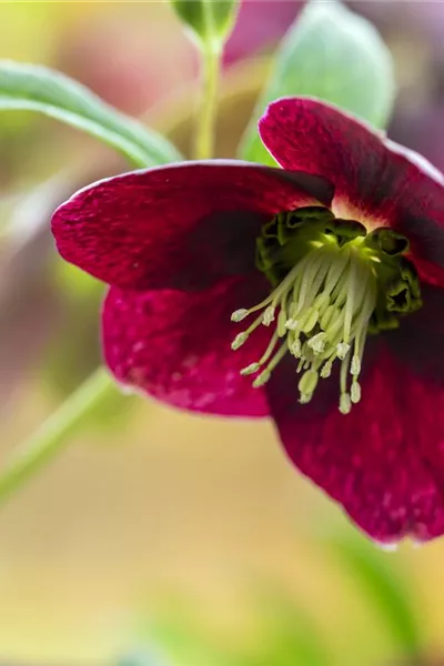 Helleborus x orientalis, rot