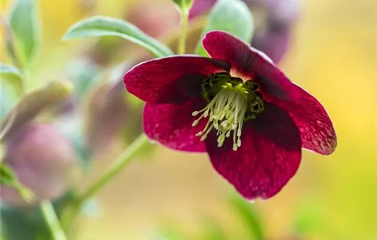 Helleborus x orientalis, rot