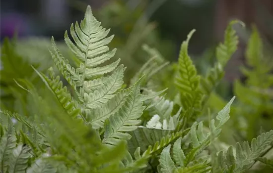 Dryopteris erythrosora