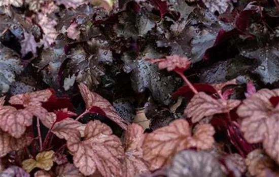 Heuchera micrantha 'Obsidian' -R-