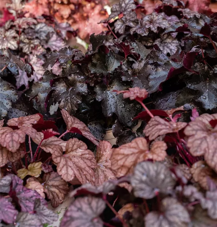 Heuchera micrantha 'Obsidian' -R-