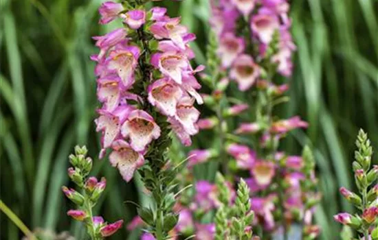 Digitalis purpurea