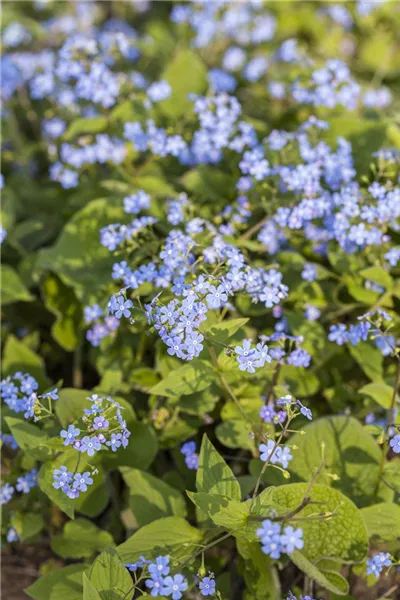 Brunnera macrophylla