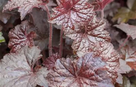 Heuchera micrantha 'Palace Purple', gen.