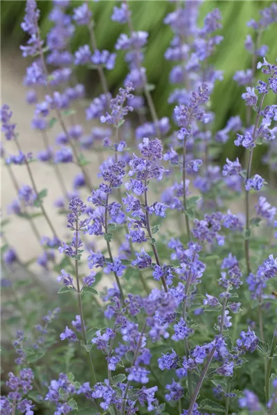 Nepeta x faassenii 'Alba'