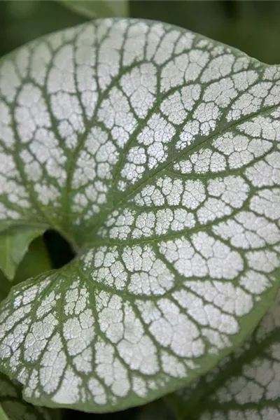 Brunnera macrophylla 'Jack Frost' -R-