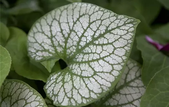 Brunnera macrophylla 'Jack Frost' -R-