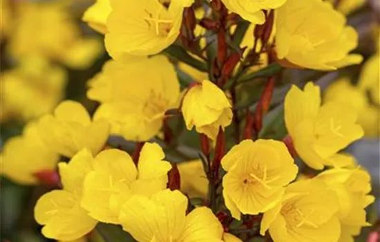 Oenothera macrocarpa