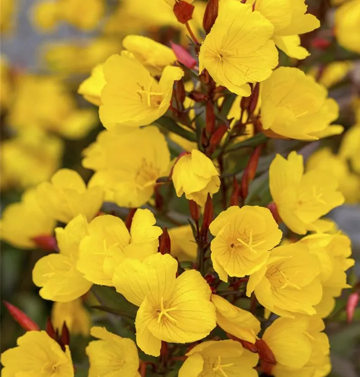 Oenothera macrocarpa