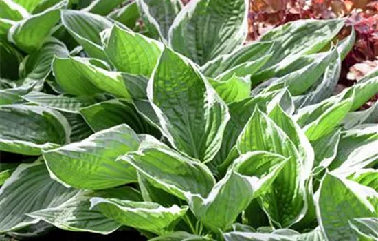 Hosta sieboldiana