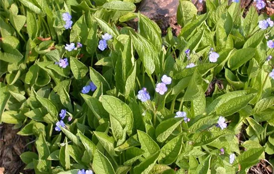 Omphalodes verna