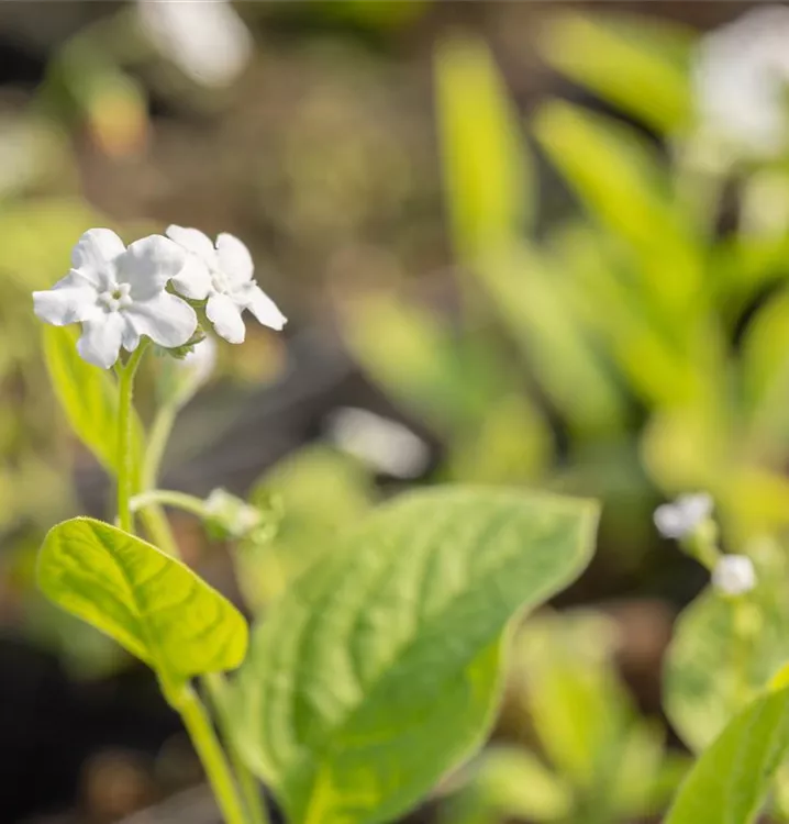 Omphalodes verna 'Alba'