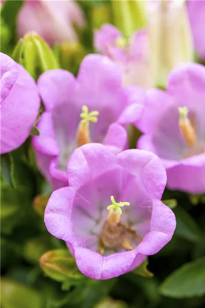 Campanula cochleariifolia