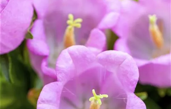 Campanula cochleariifolia