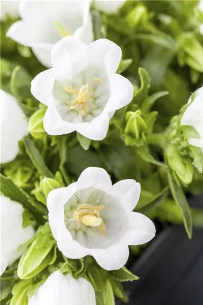 Campanula cochleariifolia 'Alba'