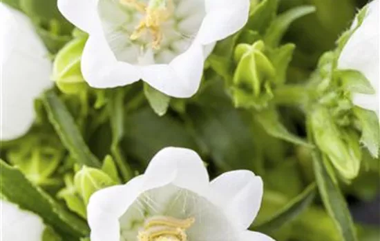 Campanula cochleariifolia 'Alba'