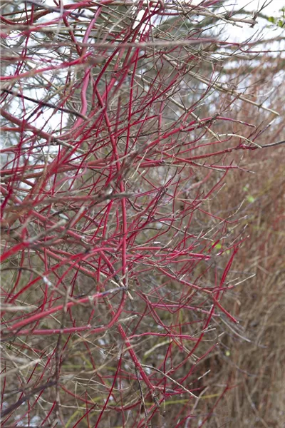 Cornus alba 'Sibirica'