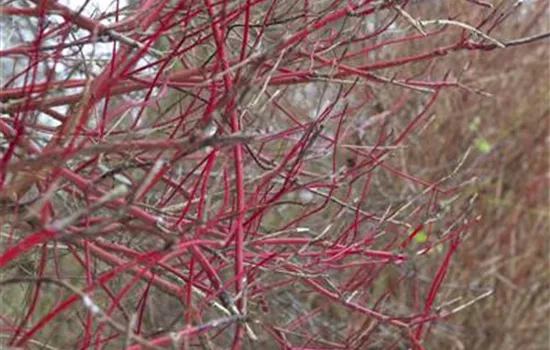 Cornus alba 'Sibirica'