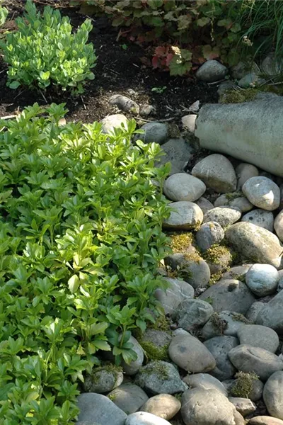 Auf dem Boden der Tatsachen – Bodendecker im Garten