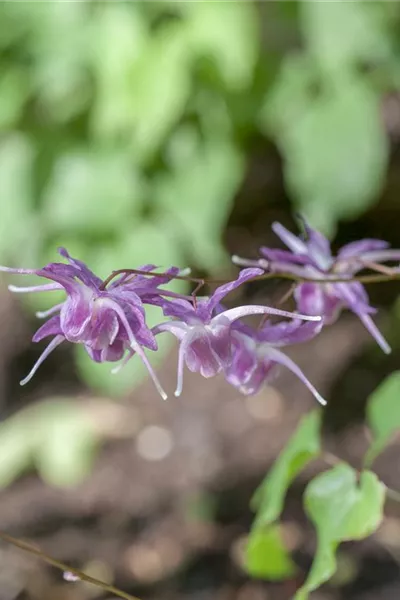 Epimedium grandiflorum 'Lilafee'