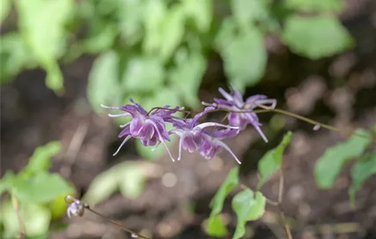 Epimedium grandiflorum 'Lilafee'